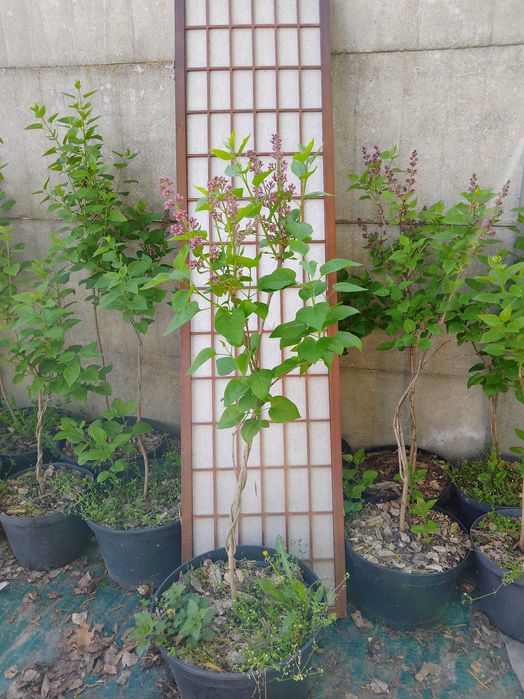 bez , lilak, drzewko , krzew