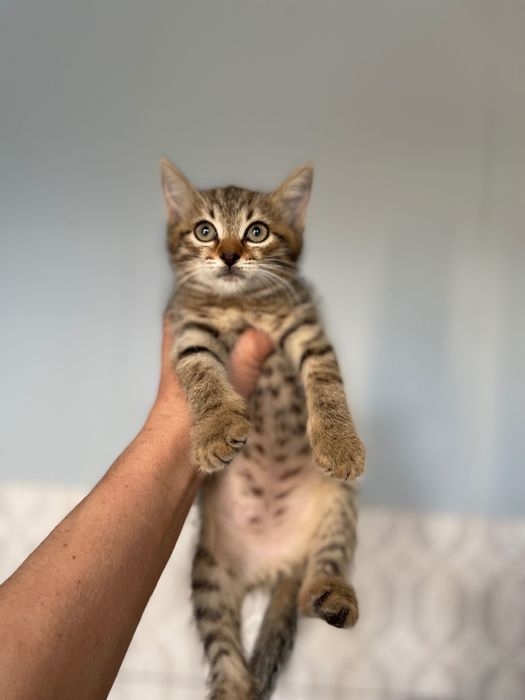 Котята котики отдам котенок мальчик