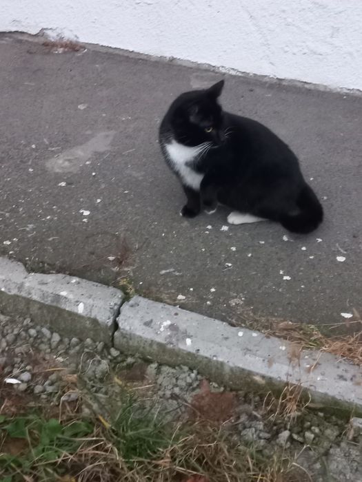Милый  котик ищет дом