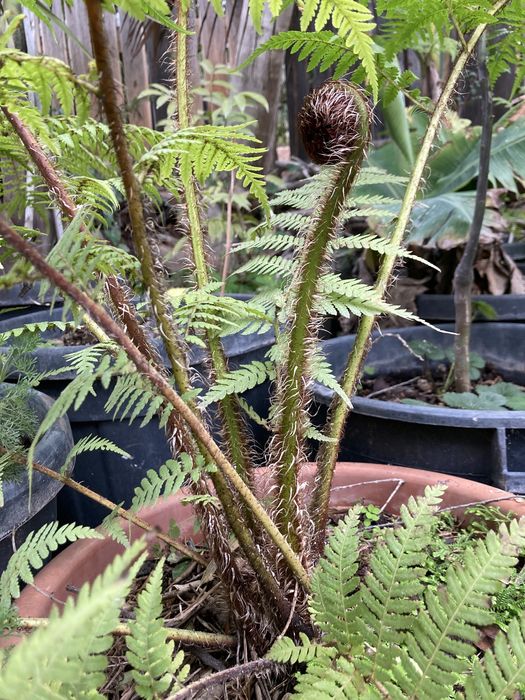 Feto arboreo para jardim tropical