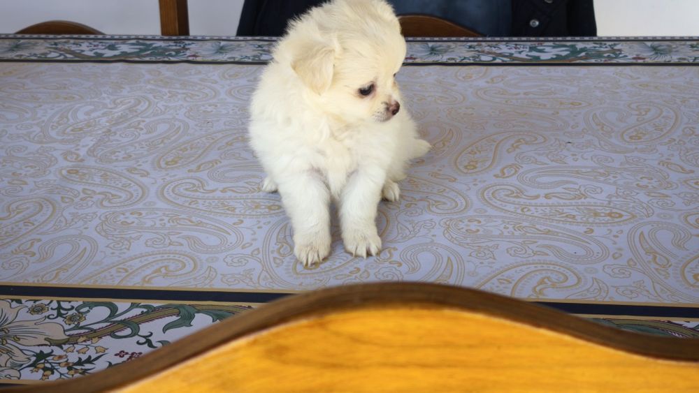 Chihuahua branco macho de pelo comprido