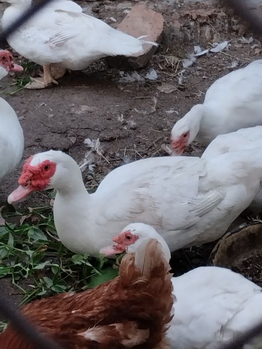 Продам индоуток и качуров