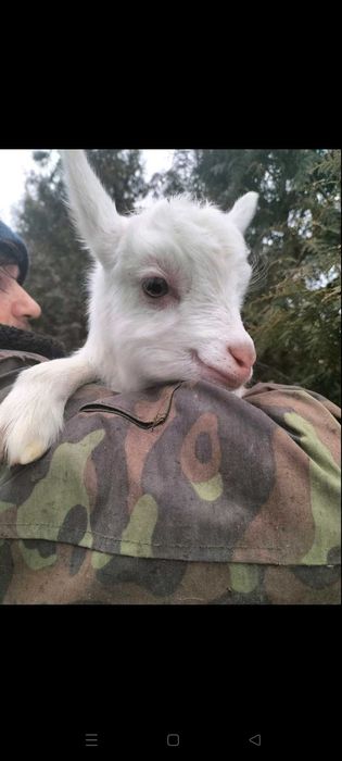 Продам козенят недорого