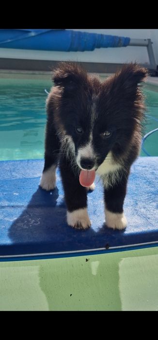 Último Border collie macho, linhagem de exposição