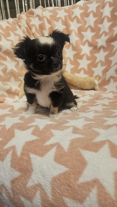 Chihuahua mini długowłosy – czarno biały piesek | łódzkie