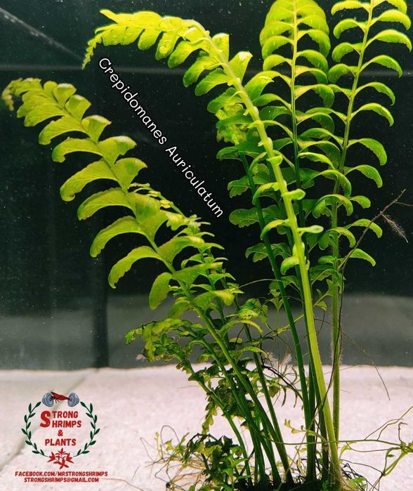 Crepidomanes Auriculatum- Hymenasplenium Obscurum Rarytas