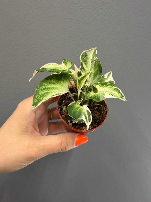 Syngonium Starlite