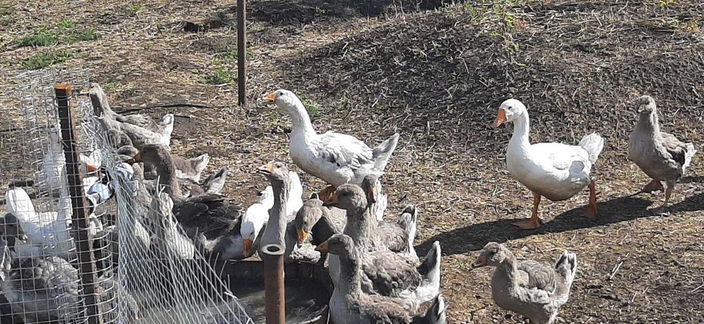 Гуси та гусенята різного віку, для забою, та вирощування