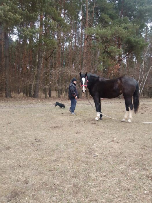 Na sprzedaż Klacz śląska