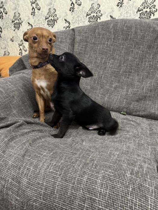 Пропонується 3 хлопчики.