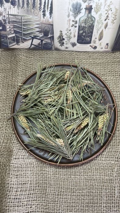 Суха соснова хвоя, хвоя сосни, лікарські трави