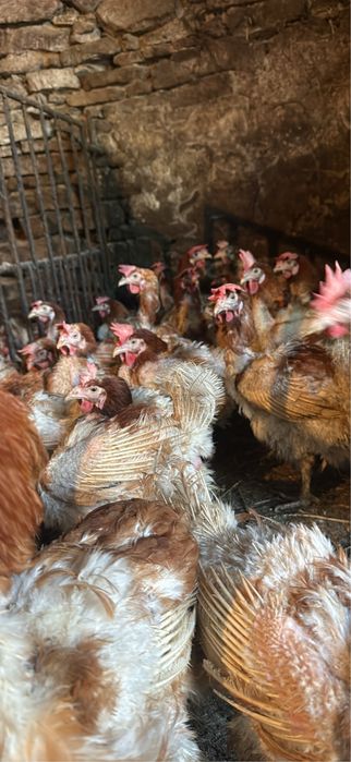 Продам кури оптом річні