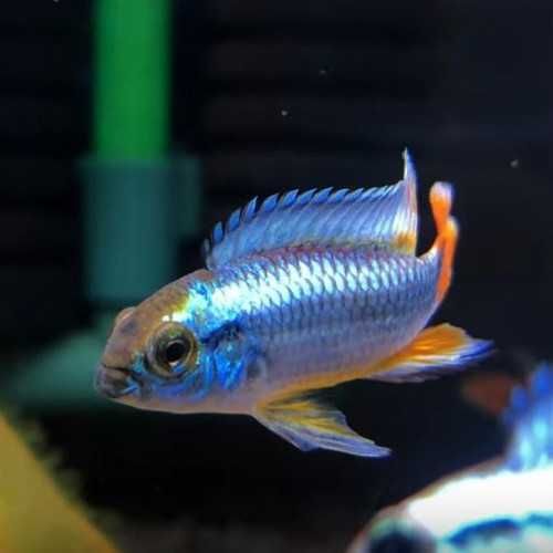 Apistogramma Agassiza BLUE  - Sklep Zoologiczny ALTUM