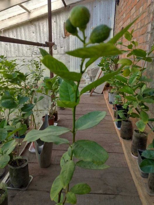 лимони, інжир,саженці