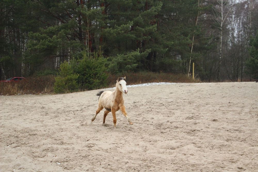 Ogierek arab/akhal teke