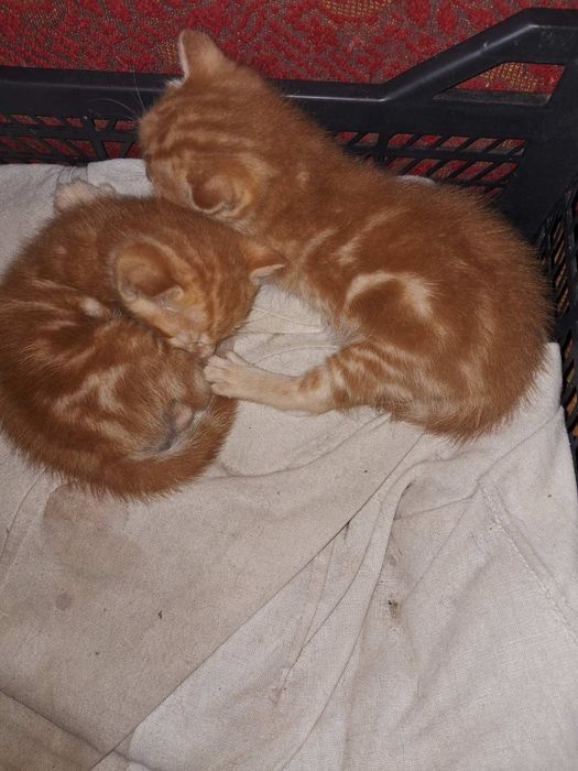 Котята тигрового окраса