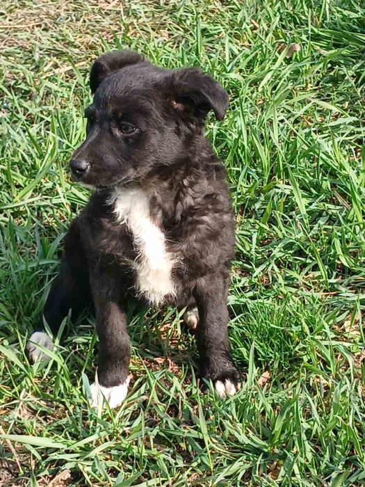 Дарсі шукає дім! Вік 2 місяці