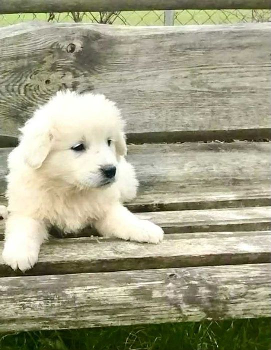 szczenię owczarka podhalańskiego