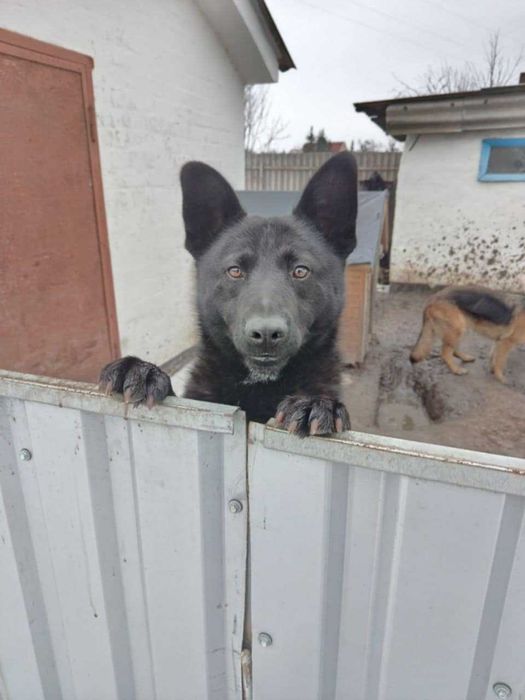 Віддам в добрі руки