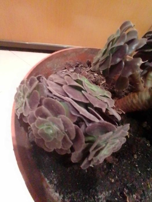 Plantas suculentas muito bonitas.