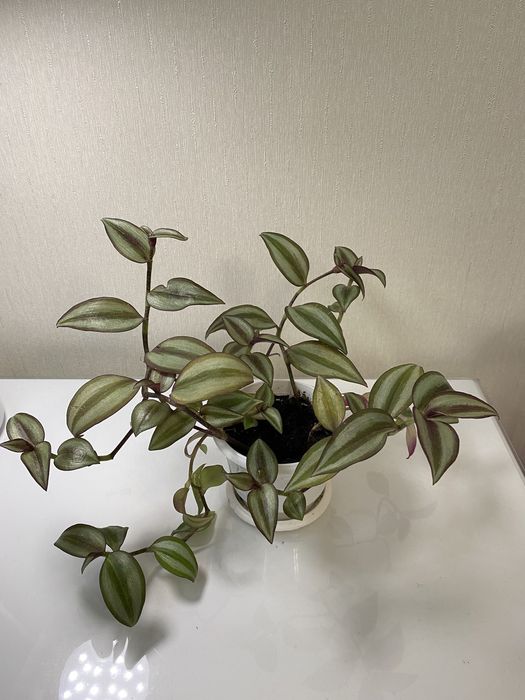 Традесканція 10 сортів традесканция