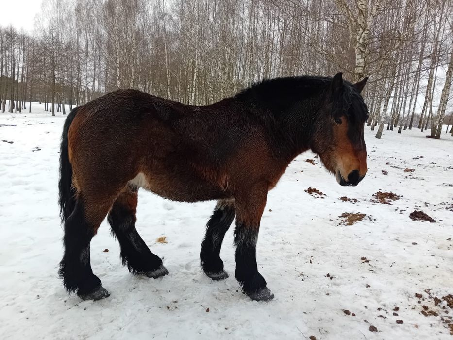 Sprzedam ogiera rasy Arden Polski