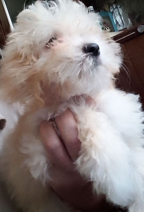 СРОЧНО!ЗНИЖКА !Мальтіпу дівчатка і хлопці