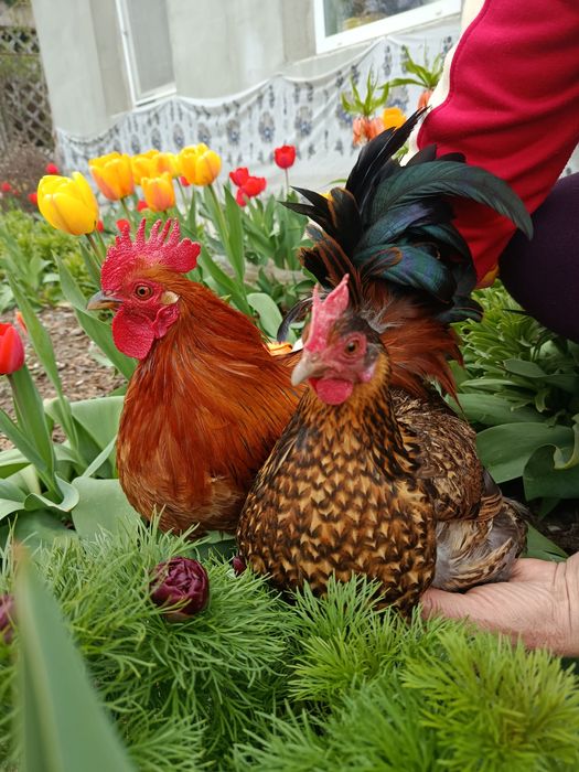 ИЯ бентамок продам