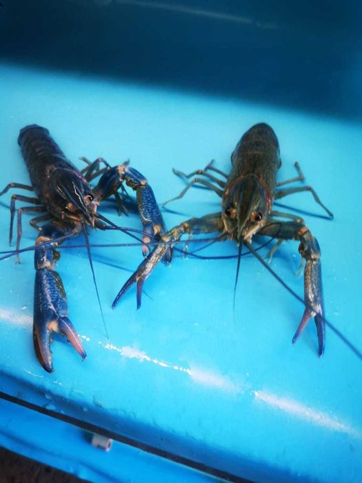 Австралійський рак