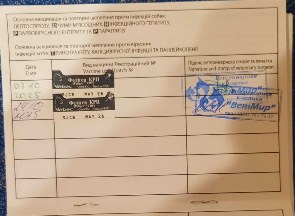 Котенок кошечка прямоухая серебристая шиншилла страйт.