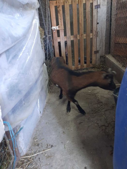 Cabras anas vendo!!!