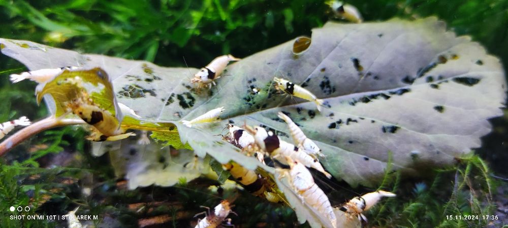 Krewetki Crystal Black+ gratis