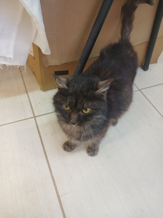 Відам в добрі руки кицю