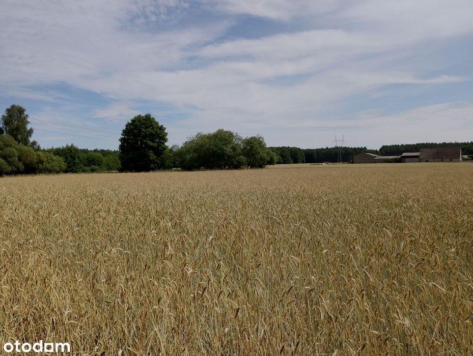 Piękna działka w Grabach 6812 m2 - okazja inwestycyjna