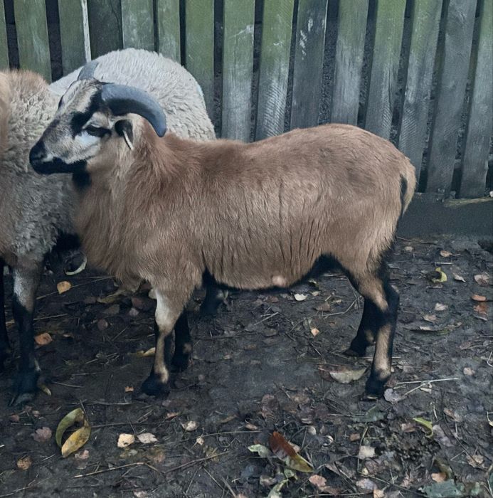 Szprzedam barana kameruńskiego