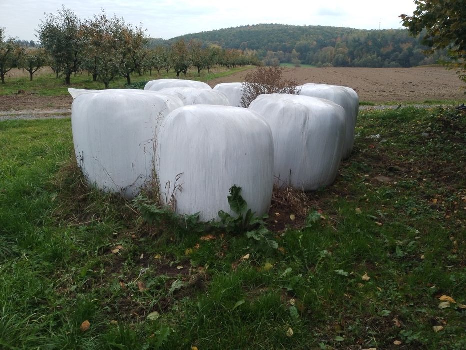 Siano , siano kiszonka