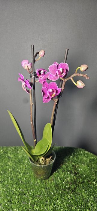 Продам араукарию ,фиалки ,лавровый лист,мини орхидеи, драцены,цикламен