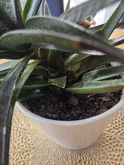 2Gasteria sukulent