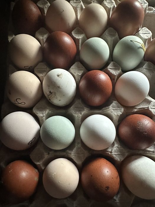 Яйцо микс цветное входит породы