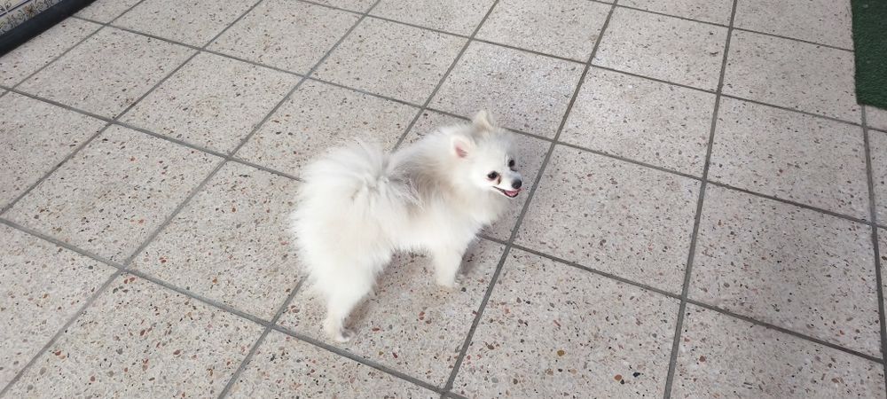 Spitz miniatura com 1 ano e meio para entrega imediata existe a possibilidade de entrega ao domicílio a combinar agrade