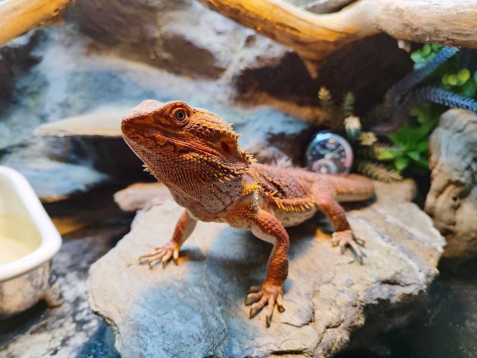 Agama brodata Orange 5 lat