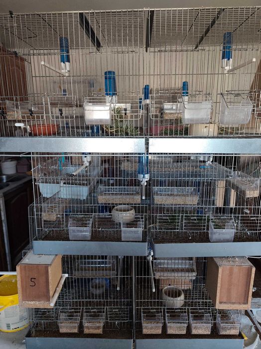 Voadeiras em bom estado