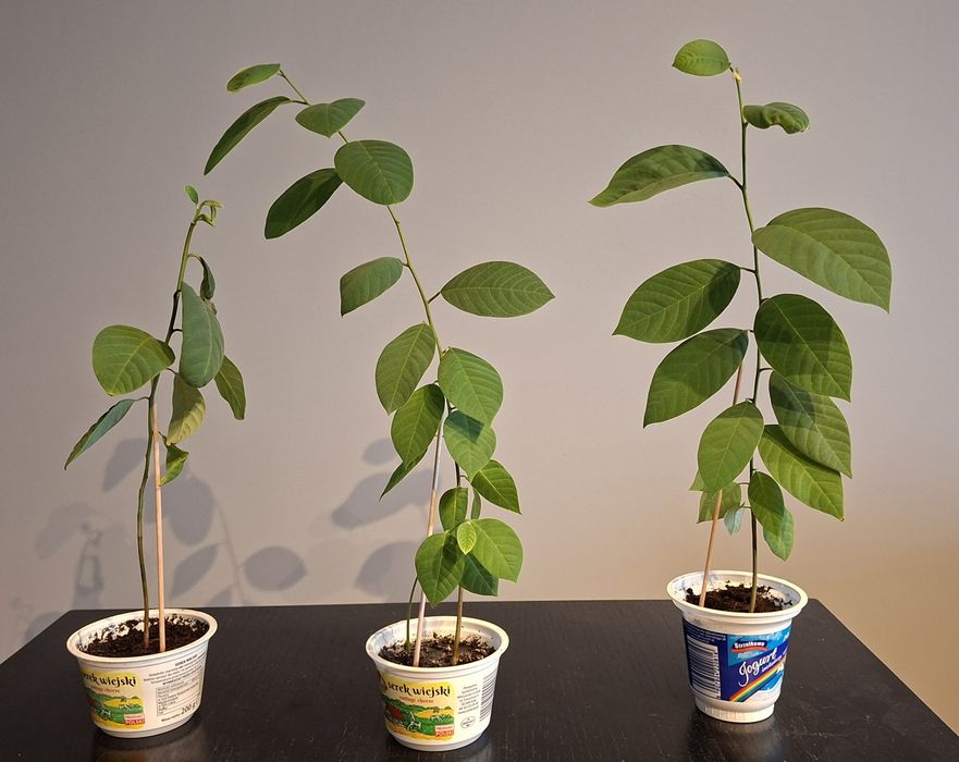 Cherimoya, flaszowiec peruwiański, budyniowiec, rośliny 7 miesieczne