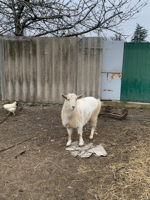 Продається молода коза, 1 рік