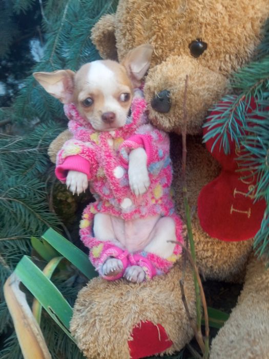 Мальчишки  чишки