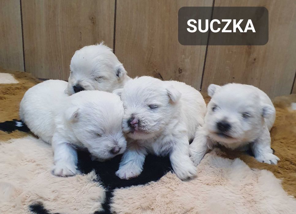 West Highland White Terrier - Śliczna suczka