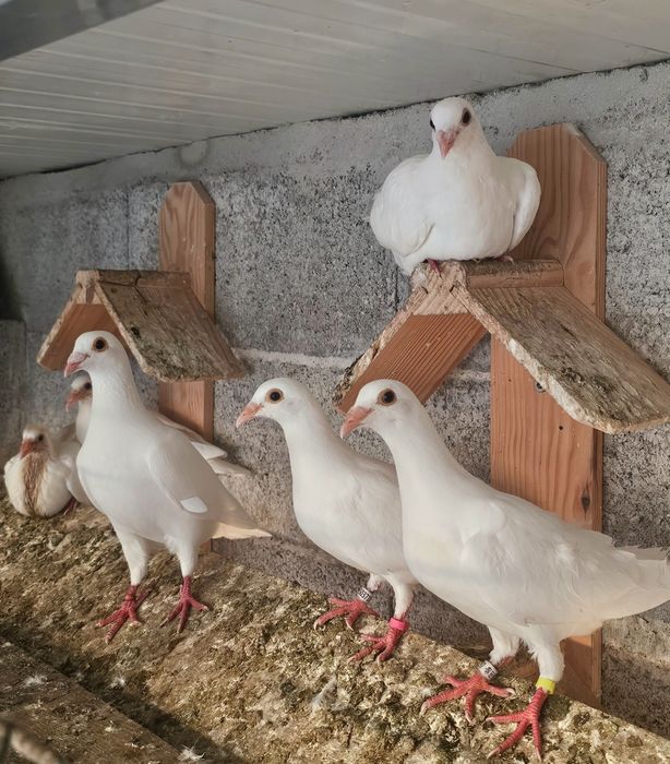 Pombas correias brancas