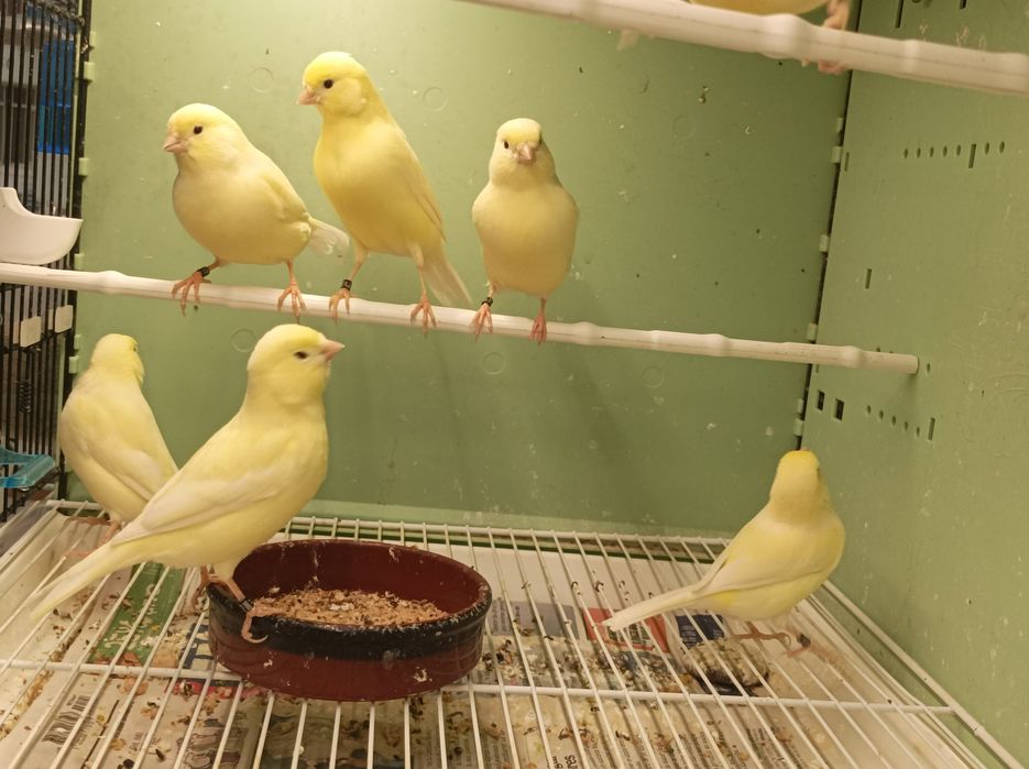 Canários Amarelo Marfim