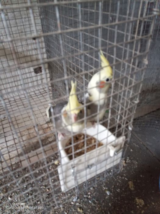 Vendo Caturras a partir de 20€