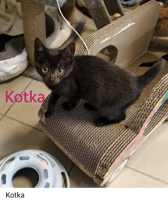 5 kociaków szuka kochajacych domów